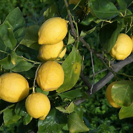 Il Limoneto Acireale Villa ภายนอก รูปภาพ