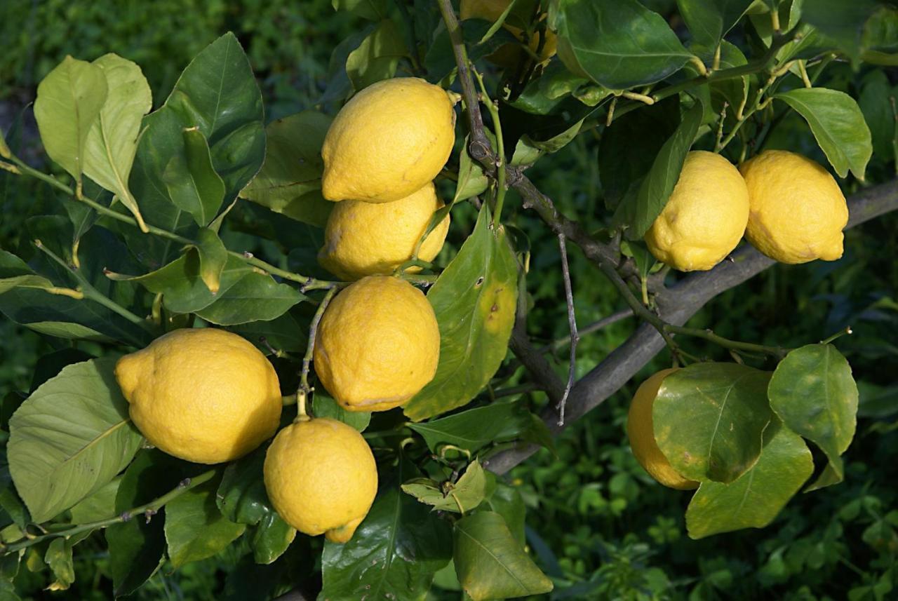 Il Limoneto Acireale Villa ภายนอก รูปภาพ
