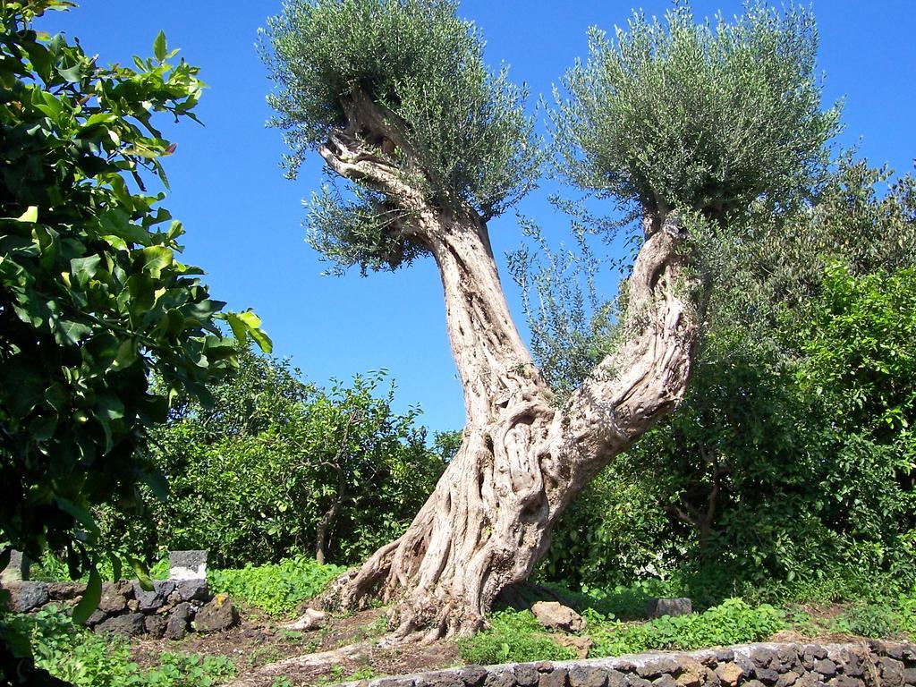 Il Limoneto Acireale Villa ภายนอก รูปภาพ