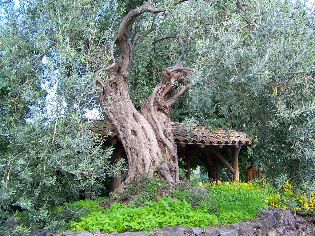 Il Limoneto Acireale Villa ภายนอก รูปภาพ
